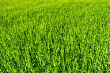 Background of grass field, green texture of crop with barley