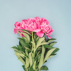 Bouquet of beautiful pink peony flowers on blue background. Image for social media, top view.