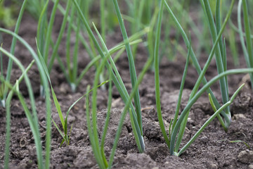 Onion plantation in the vegetable garden