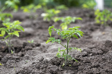 One small tomato plant growing in soil