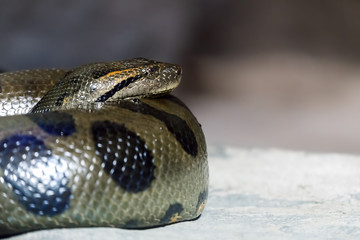 Snake coiled rings
