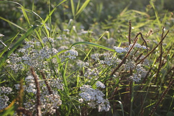 flowers at sunset