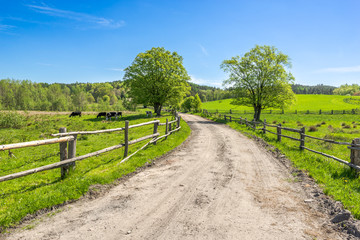 Rural landscape, grass field under blue sky in countryside scenery with country road