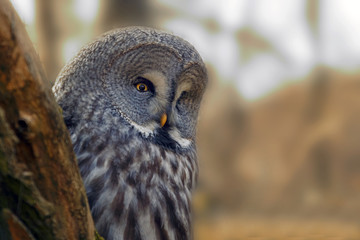 Portrait  Owl with big orange eyes behind larch tree trunk