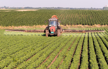 Obraz premium Tractor spraying pesticides on soybean field with sprayer at spring