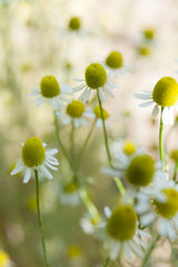 Chamomile flower, camomile herb in garden.