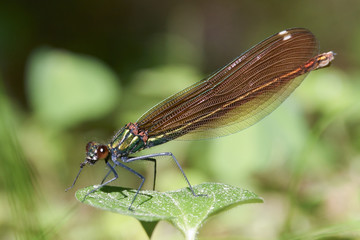 Damselfly