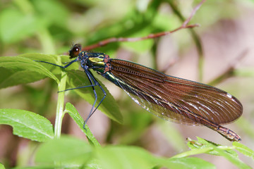 Damselfly