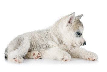 Fototapeta na wymiar puppy siberian husky