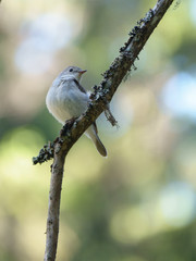 Red breasted Flycatcher
