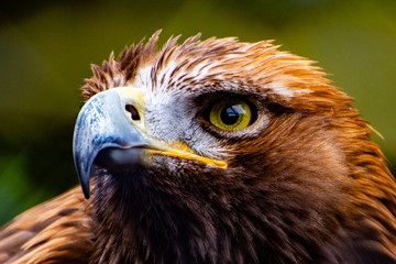 Common Buzzard
