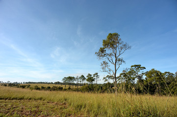 Obraz premium pine forest with sun light