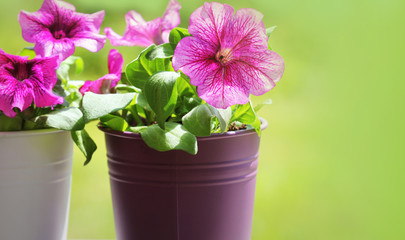 Pink beautiful petunia flower in pot. petunia growing in balcony