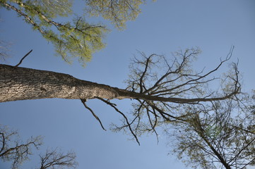 lonely tree