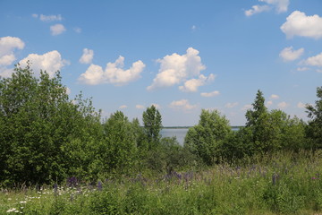 Obraz premium Wild flower meadow with Lupinus nanus at Lake Schladitzer See nearby Leipzig, Germany