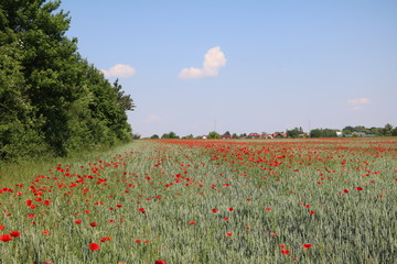 Organic Cornfield with many poppy flowers in summer, Germany 
