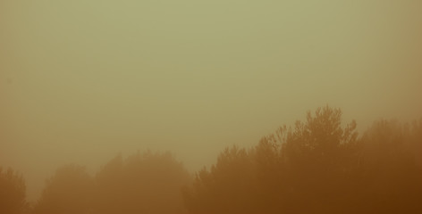 Olive tree twigs in the fog. Mistral wind blows in Provence (France). Blurry sepia aged photo.