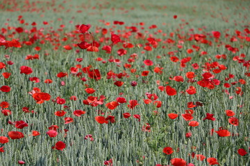 Summertime in Germany, many poppy flowers in a organic wheatfield 