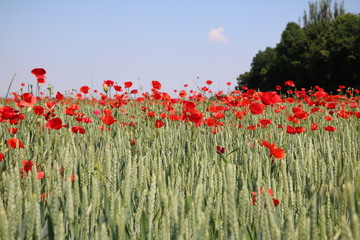 Summertime in Germany, many poppy flowers in a organic wheatfield 