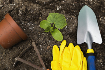Transplanting cucumber into the ground
