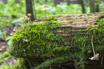 Mushrooms in the wood, nature background