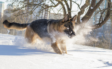 German Shepherd plays in the snow