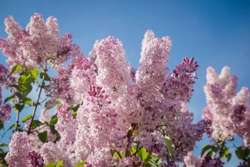 Foto op Plexiglas Sering Close-up van tot bloei gekomen lila bloemstruiken tegen blauwe hemel. De lente
