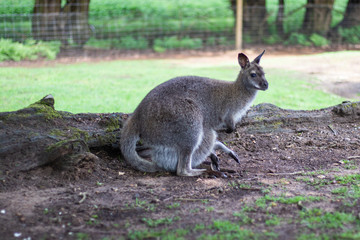 wallaby in zoo