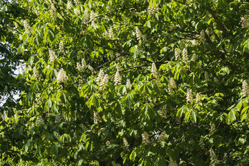 Chestnut flowers tree