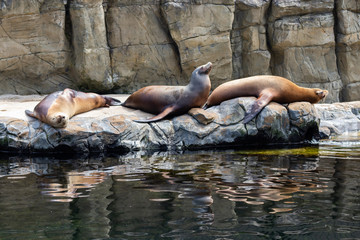 sea lions on rest