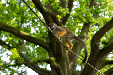 little monkeys playing in zoo