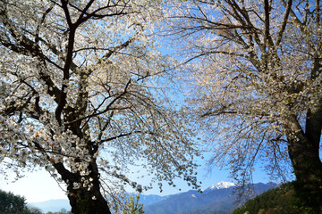 Old japanese cherry trees and snow mountains in the background（日本の南アルプスを背景に桜の花咲く）