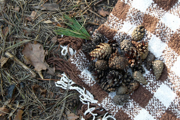 Top view on a checkered woolen blanket with pinecones in a forest.