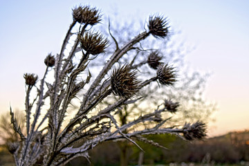 The thorns or a dry plant are not necessarily exempt from beauty. Photograph taken in an open field in Madrid Spain.