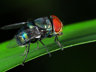 Macro Photography of Blow Fly on Green Leaf