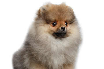 Portrait of Furry miniature Pomeranian Spitz puppy Isolated on White background, front view