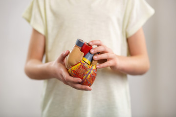 Biology lesson. Selective focus of a heart model being in hands of a nice smart child