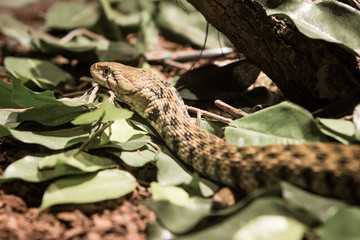 Naklejka premium Snake head on leaf background.