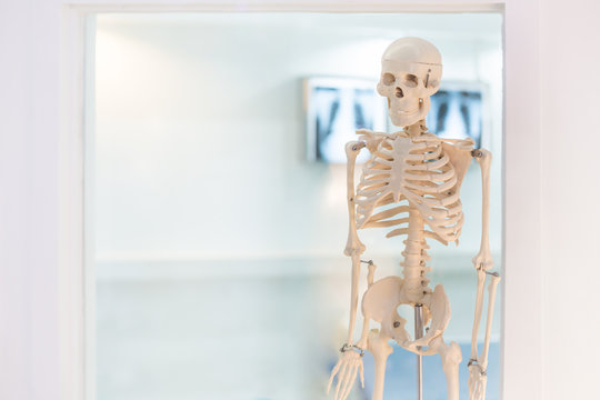 In a science lab with a human skeleton.