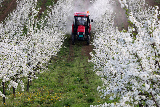 tractor sprays insecticide in orchard agriculture