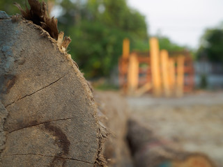 A pile of cut teak trees in the woods for a background.