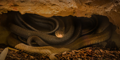 Beautiful snake showcase in the zoo.
