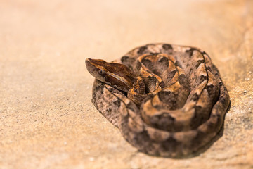 Beautiful snake showcase in the zoo.