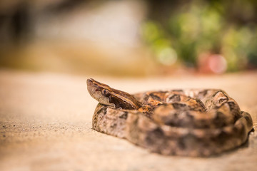 Beautiful snake showcase in the zoo.