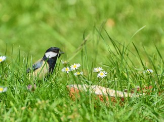 great-tit, parus major, peeping out from amongst the daisies, feeding from a coconut half  stuffed...