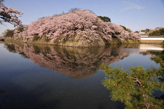 桜とお堀と彦根城
彦根城のお堀の桜と水面に映った逆さ桜、早朝の無風を狙いました。