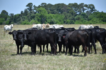 black Angus cow herd