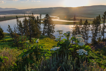 The yellowstone river meandering peacefully through Hayden Valley on an early morning in Yellowstone National Park