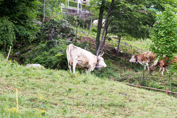 mucche al pascolo sulle alpi