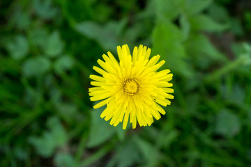yellow dandelion close-up